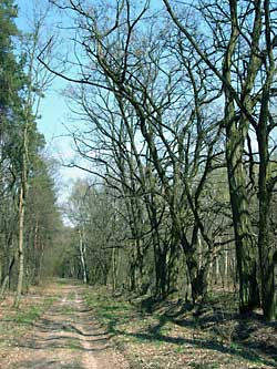 Leszno - Wiersze
