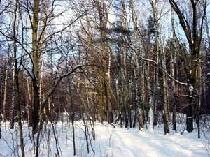 Puszcza Kampinoska
