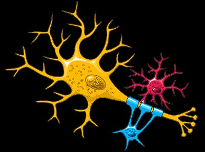 Neuron