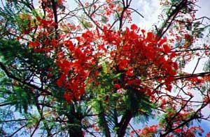 Gulmohar