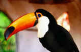 Tucan